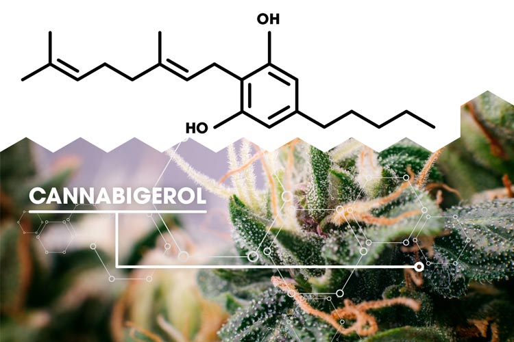 L’un de ces cannabinoides méconnu, mais va faire bientôt du bruit est le cannabigerol (CBG). Le cannabigerol,