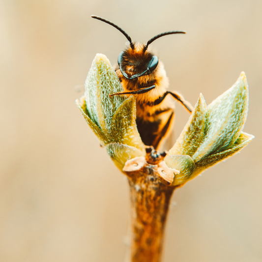 L’EXTRAIT DE CHANVRE SUR LE SYSTÈME ANTIOXYDANT DE L’ORGANISME DE L’ABEILLE